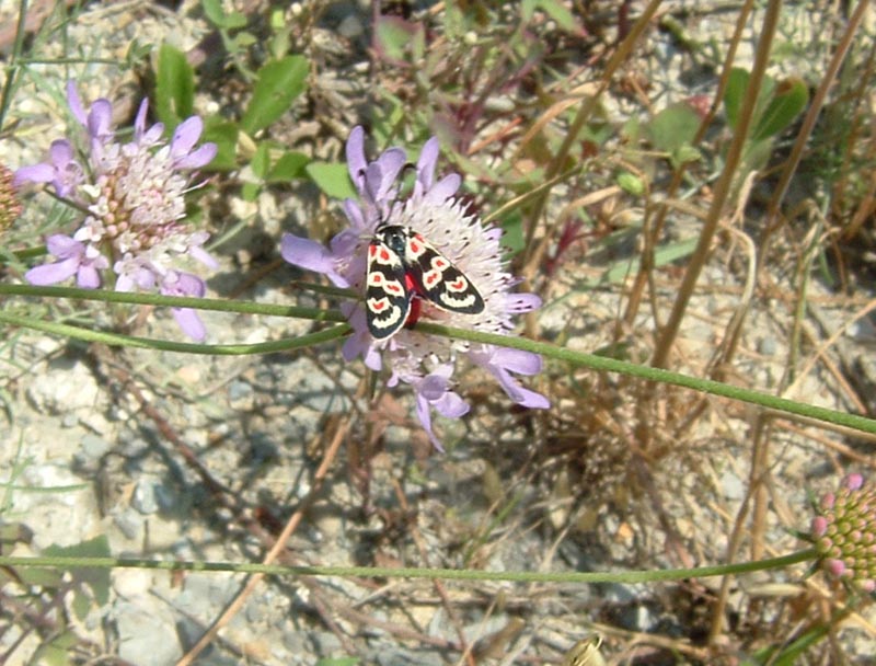 Zygaena occitanica